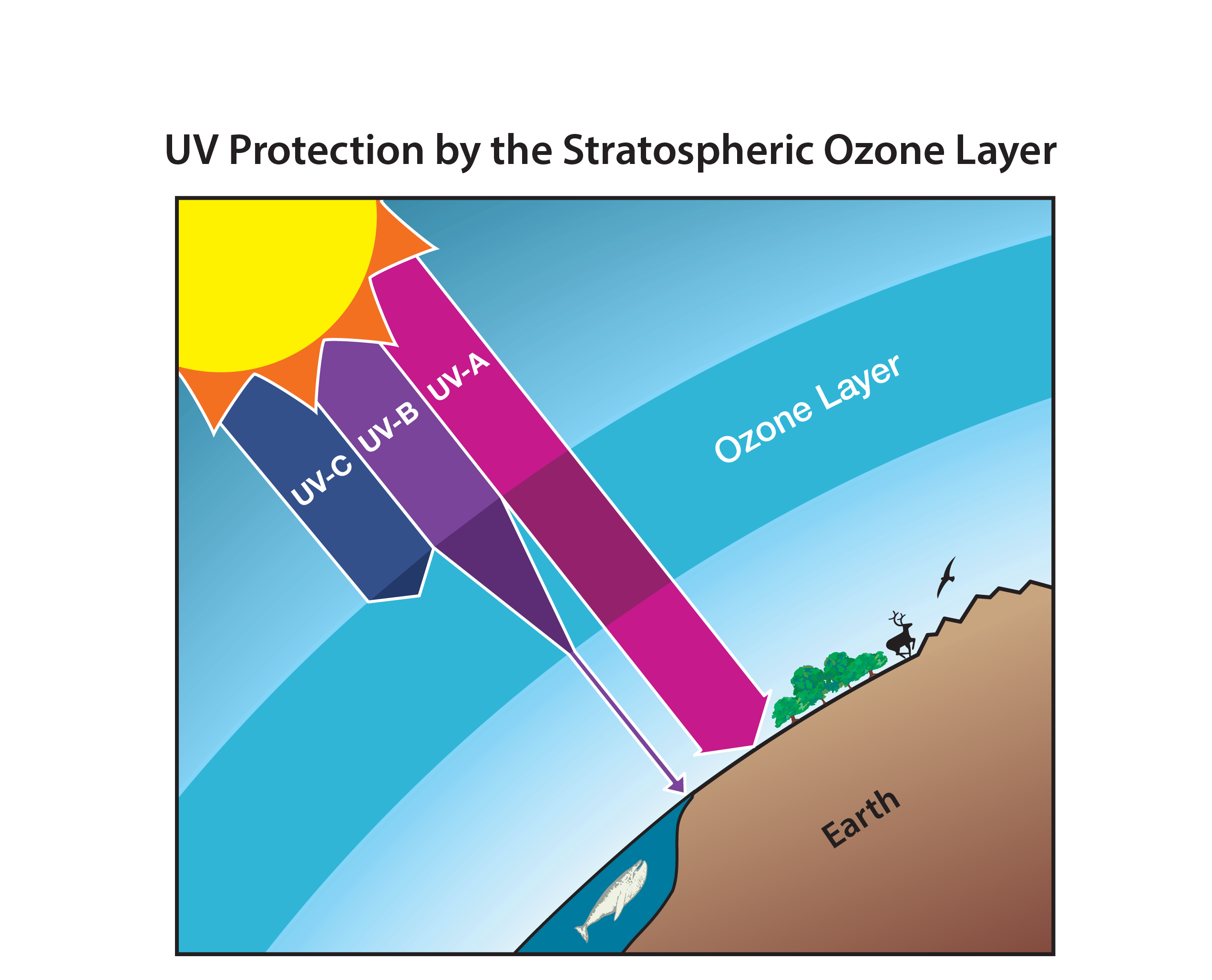 UV Protection by the Stratospheric Ozone Layer