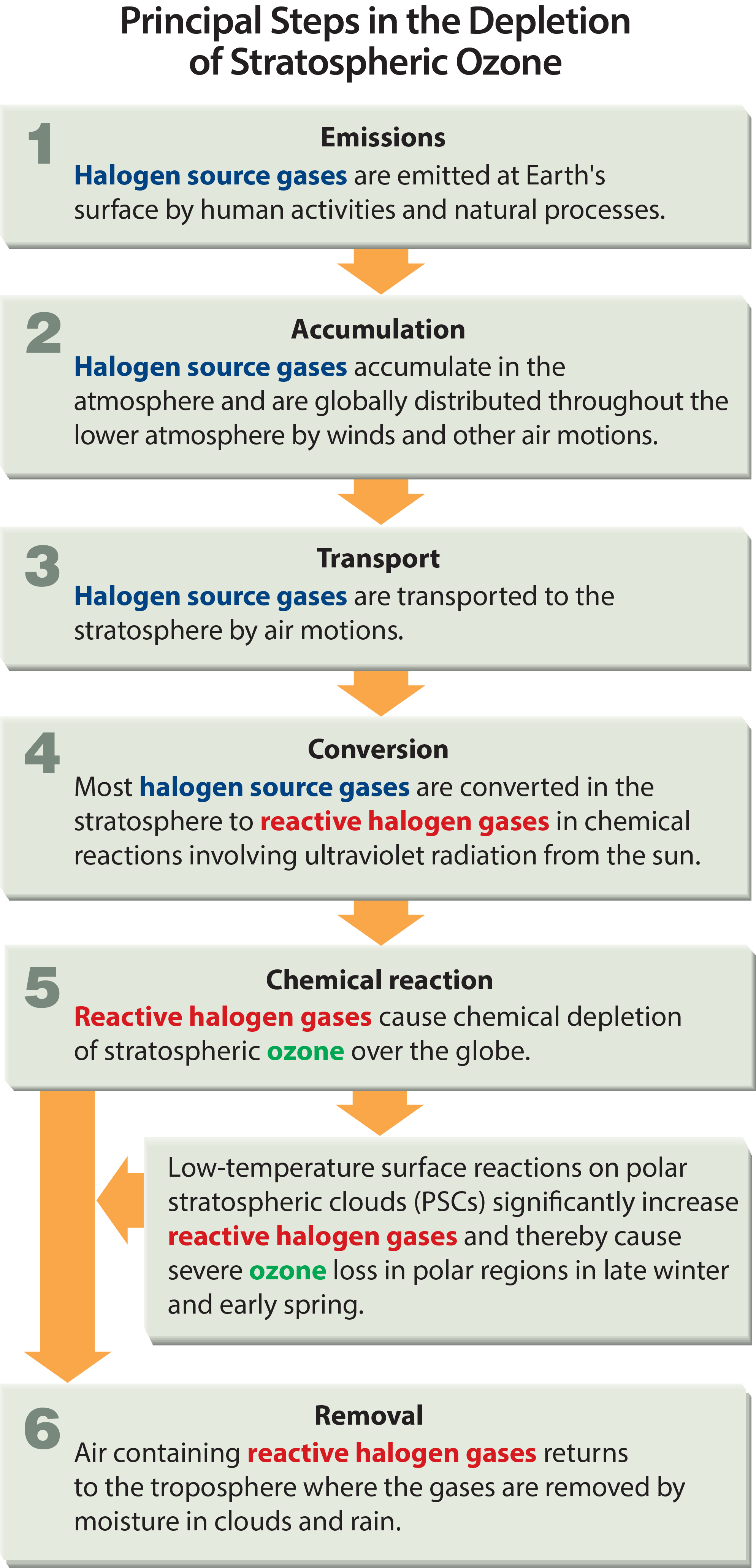 Principal Steps in the Depletion of Stratospheric Ozone