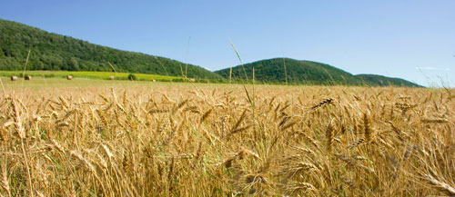 wheat field in Hungary